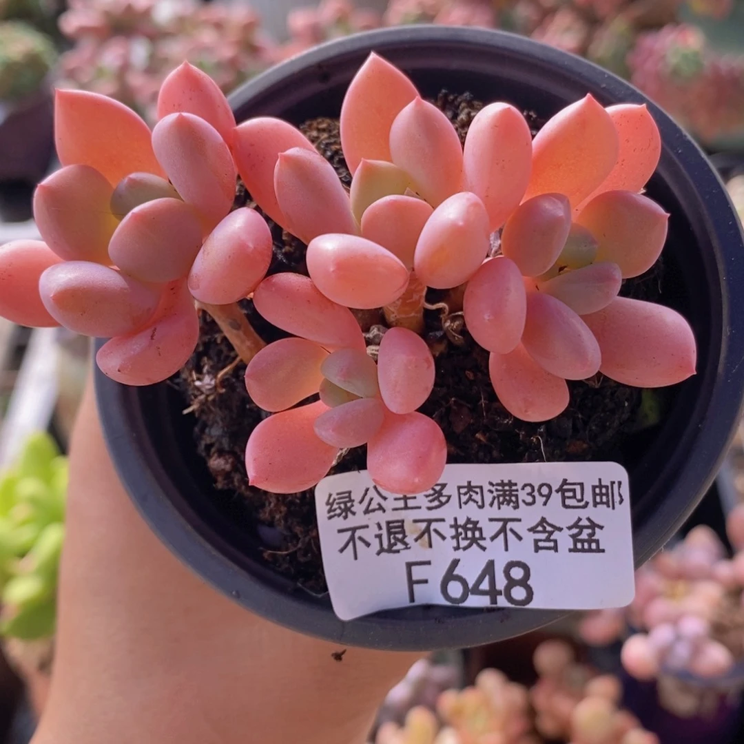 粉桃花7cm648多肉植物