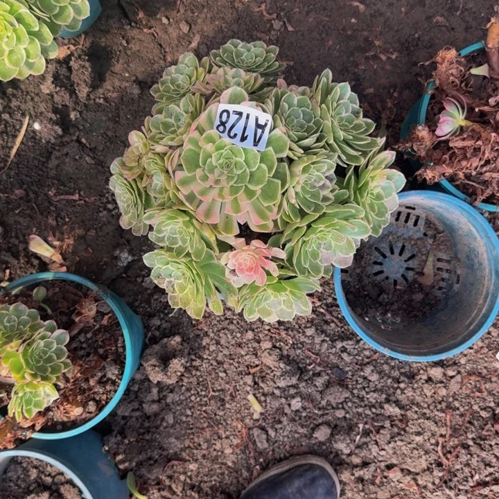 海燕花花25-47包邮花花