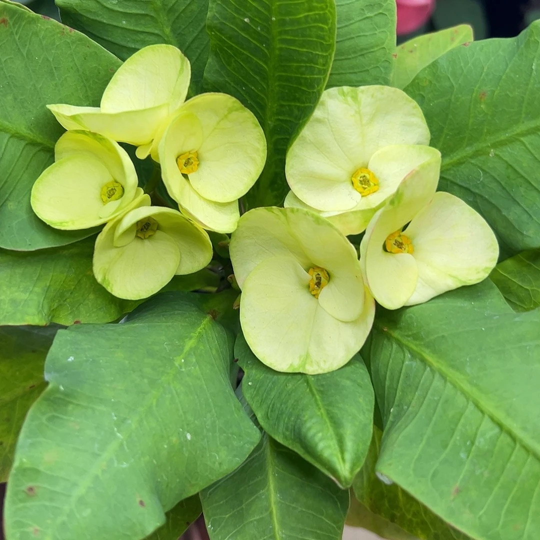 e12泰国大花虎刺梅
