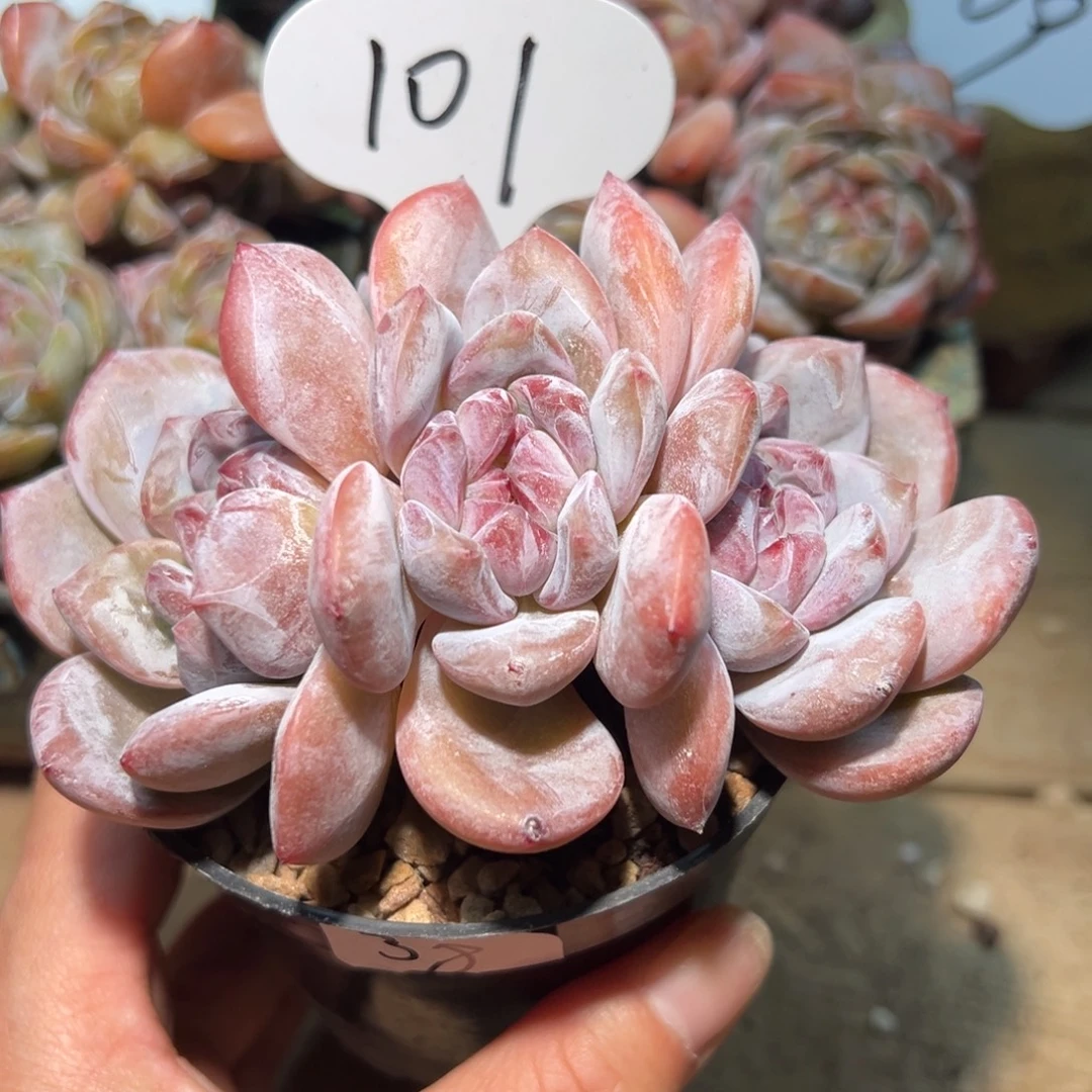 101号三头一字粗腿老桩