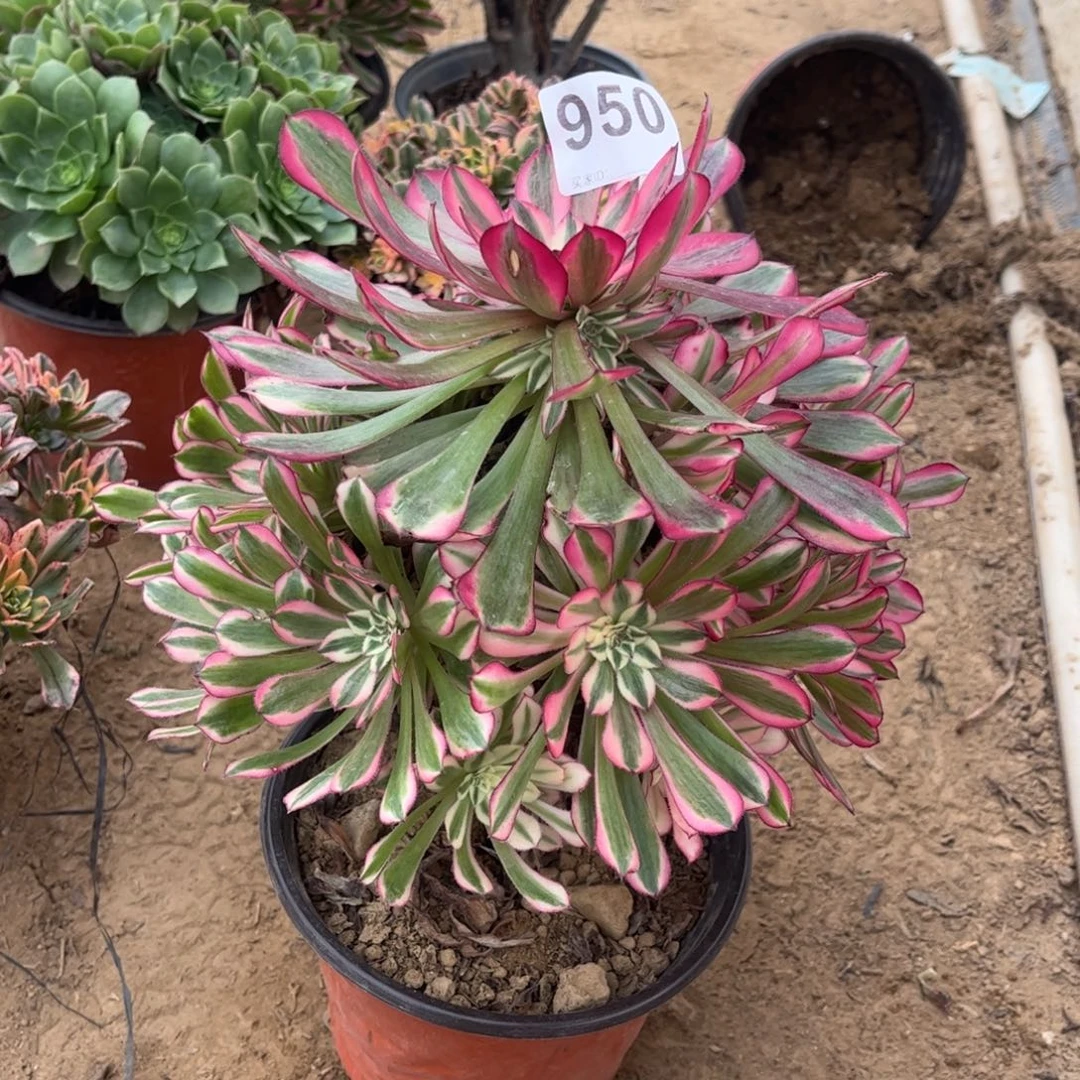 红铜白950不包断枝