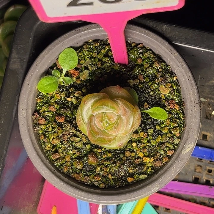 多肉植物小元宝239