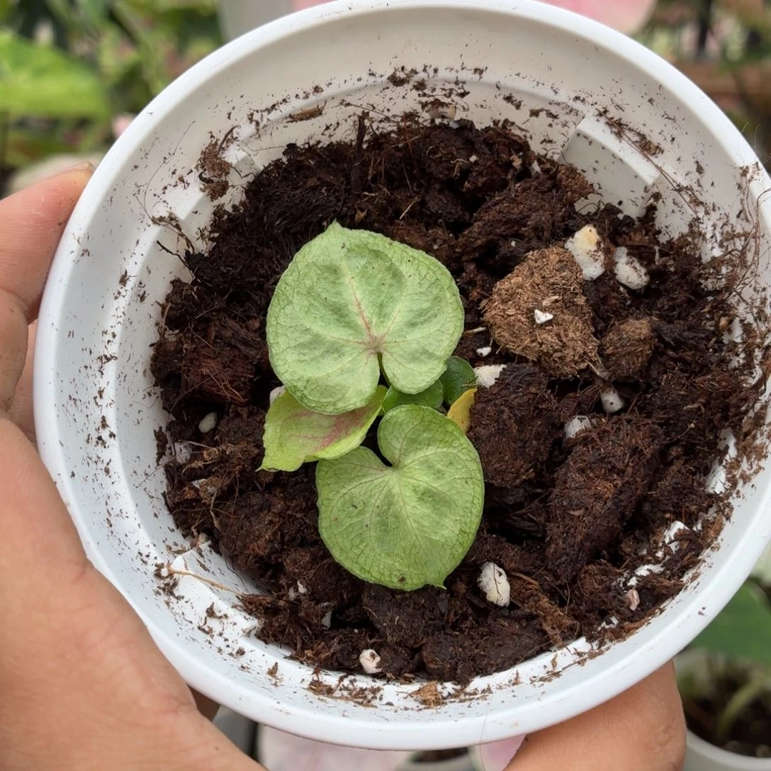 大部分开放少量花苞B075