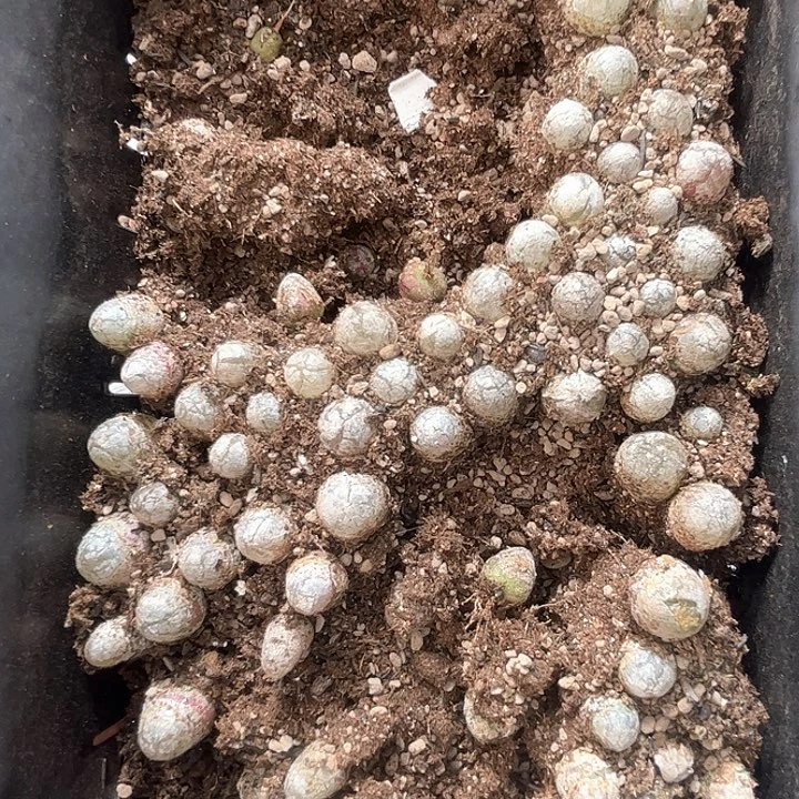 1115–番杏福利a68 9.9六个