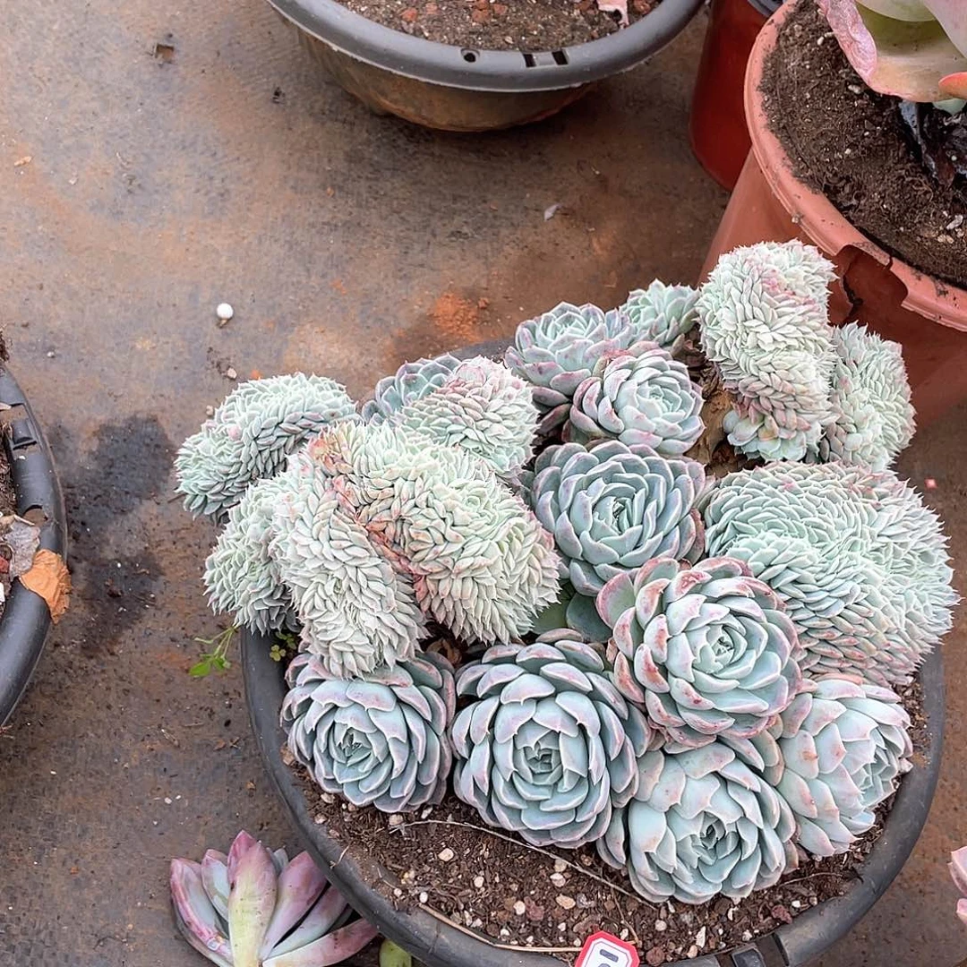 1025香妃缀 一物一拍多肉