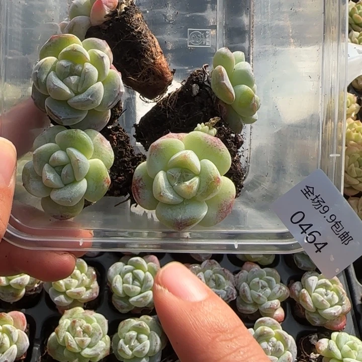 优选冰玉464号¥9.9包邮