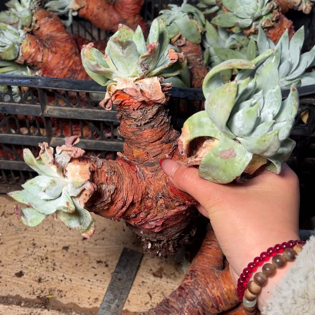 低***华2937哈哈哈哈哈哈哈哈