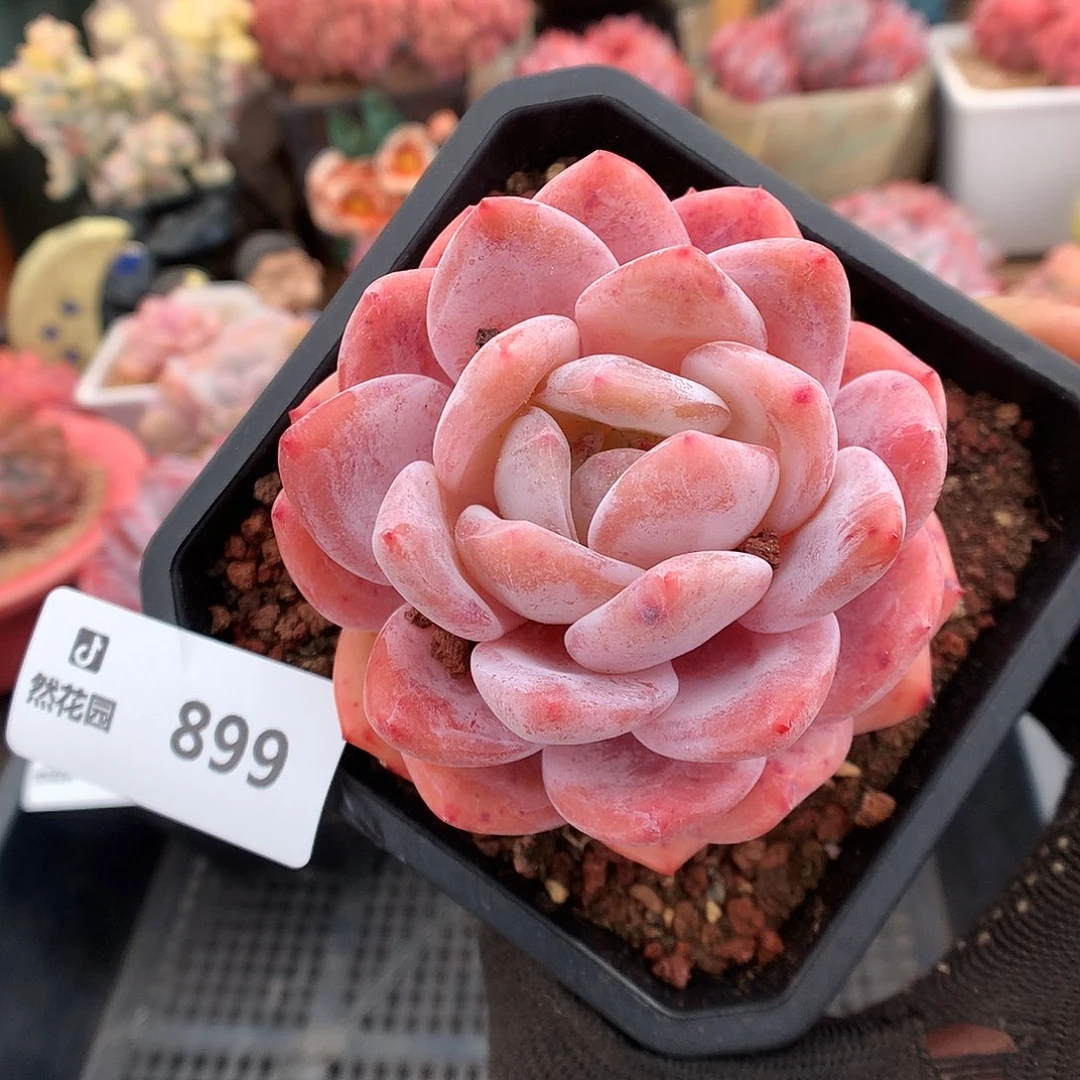 899冰橙多肉植物6636