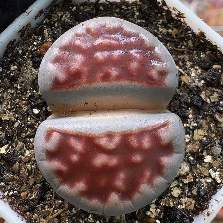 生石花111111。   376
