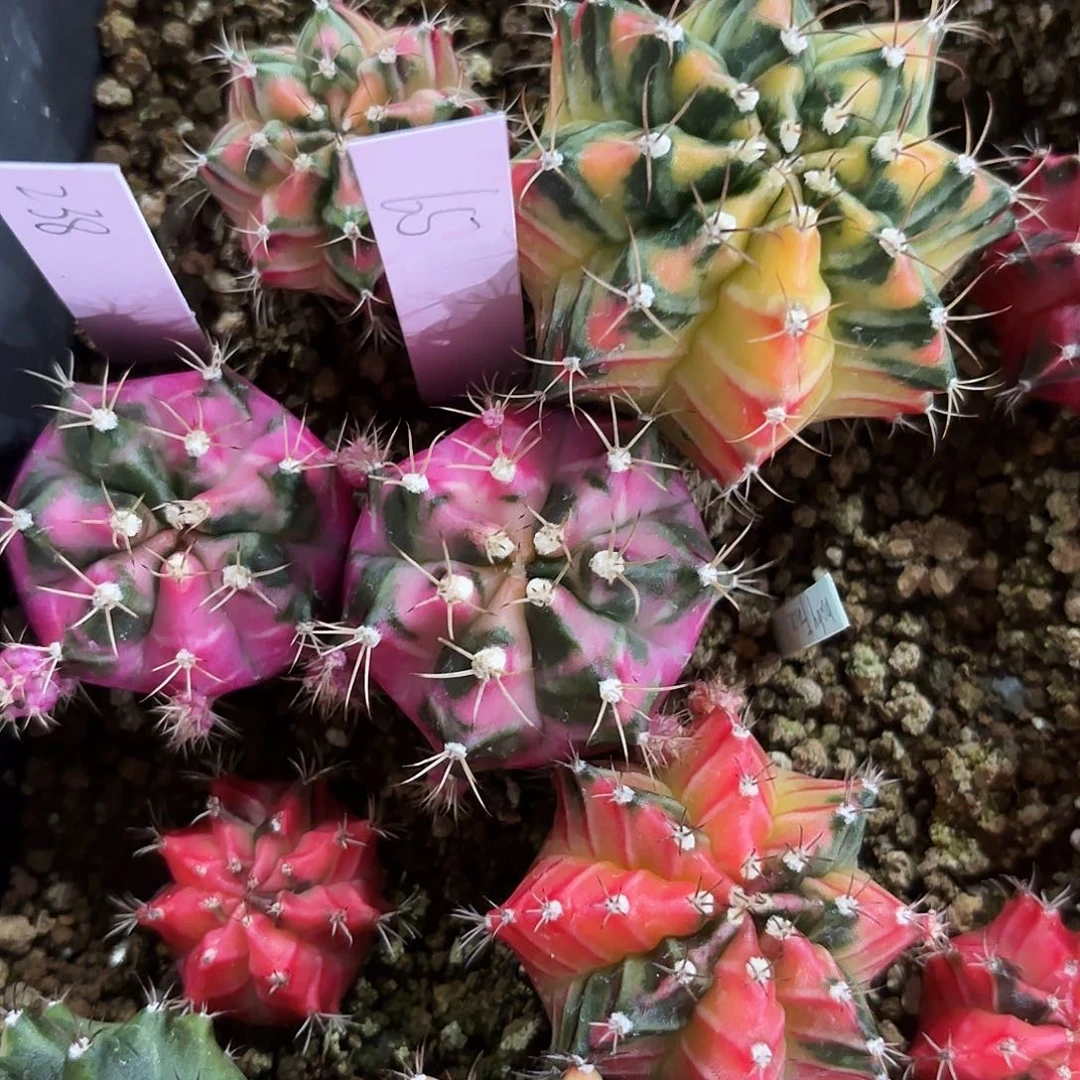 ?*～泰国米哈65-0221多肉