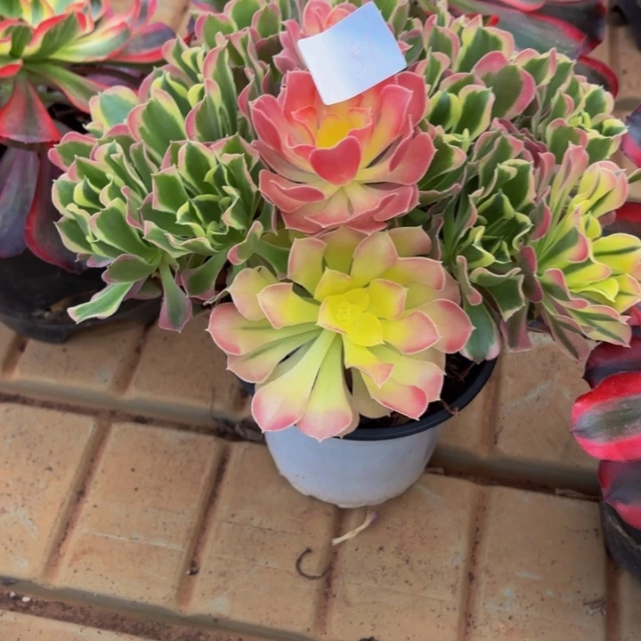 云南雨花石好看51号