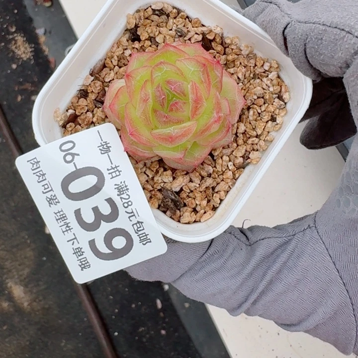 珍菲无盆土发货无盆土发货