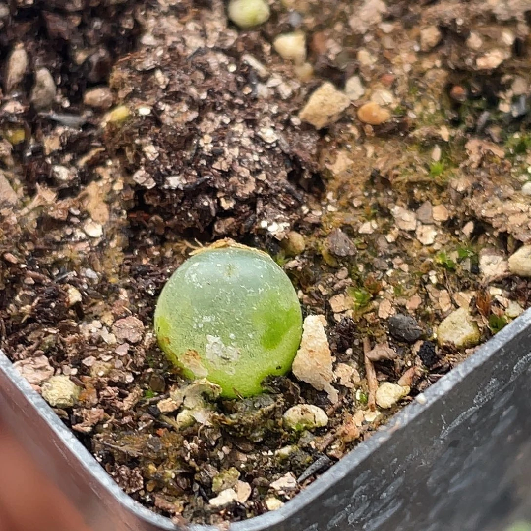 20-98小拉登多肉植物