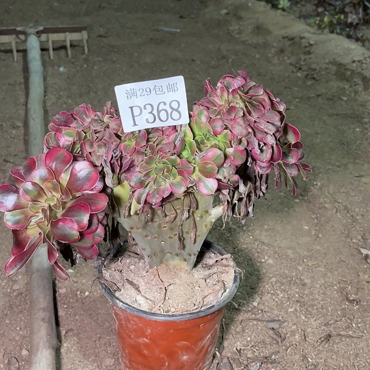 368香奈儿缀多肉植物