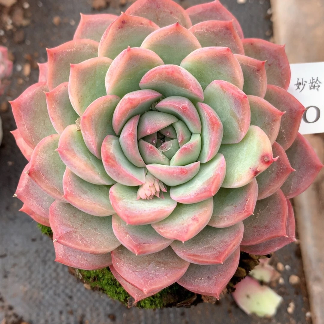 张*然2098杂交多肉植物