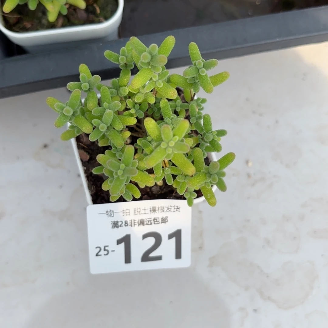 枝干番杏蜜橘糖球