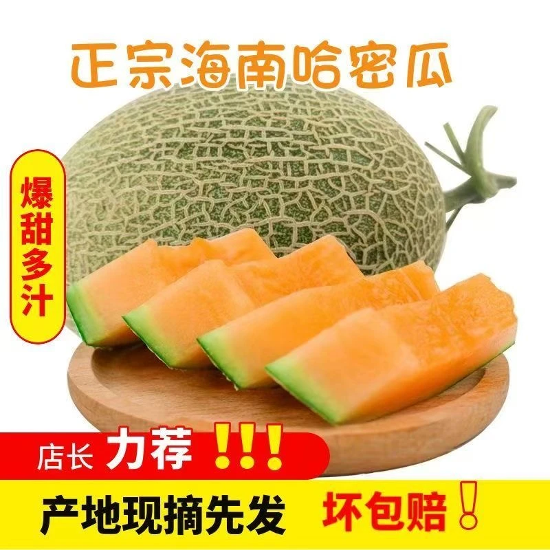 【助农果园】海南沙地哈密瓜头茬哈密瓜香甜多汁一藤一瓜新鲜水果