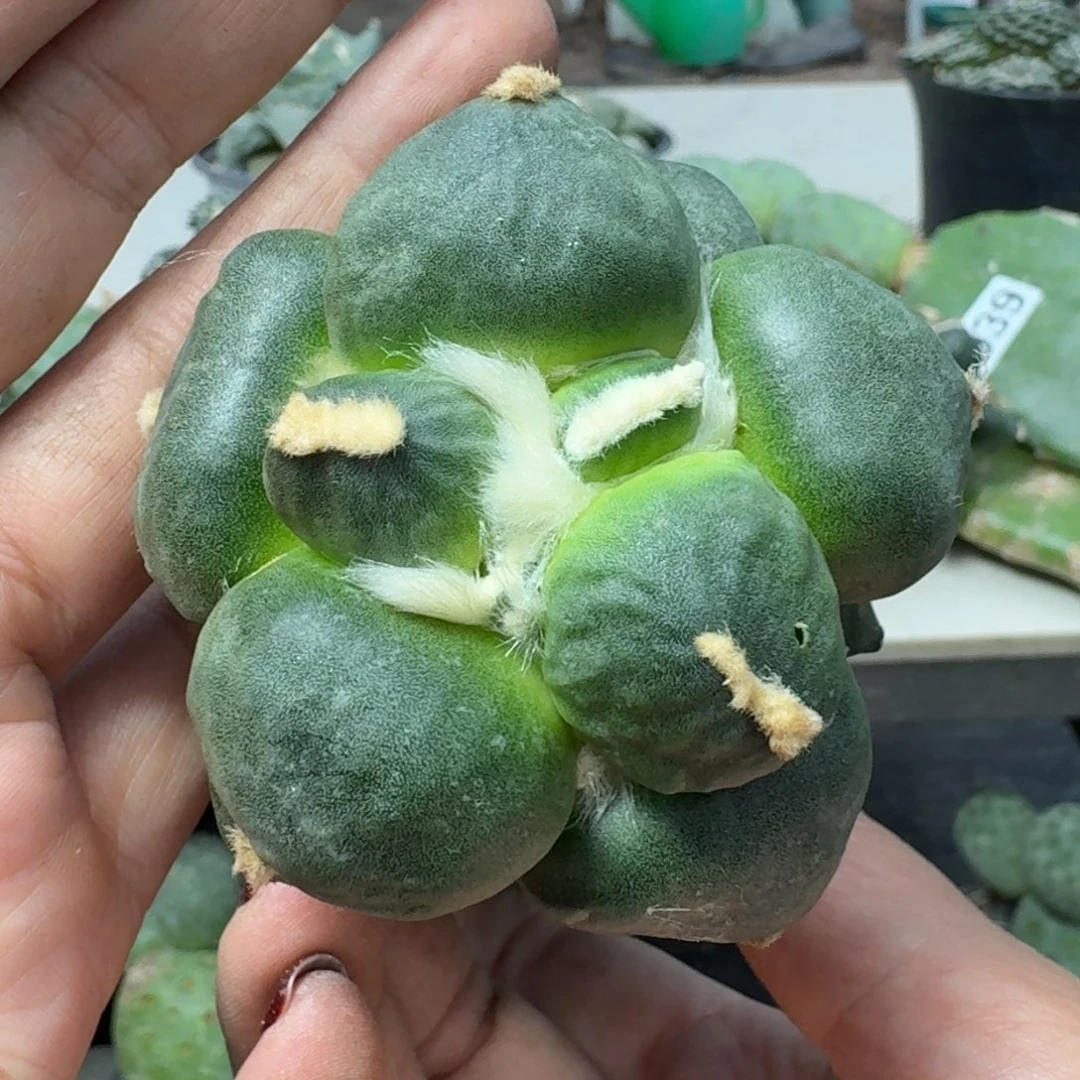 【闪购商品】无花朵达摩蛋尤163
