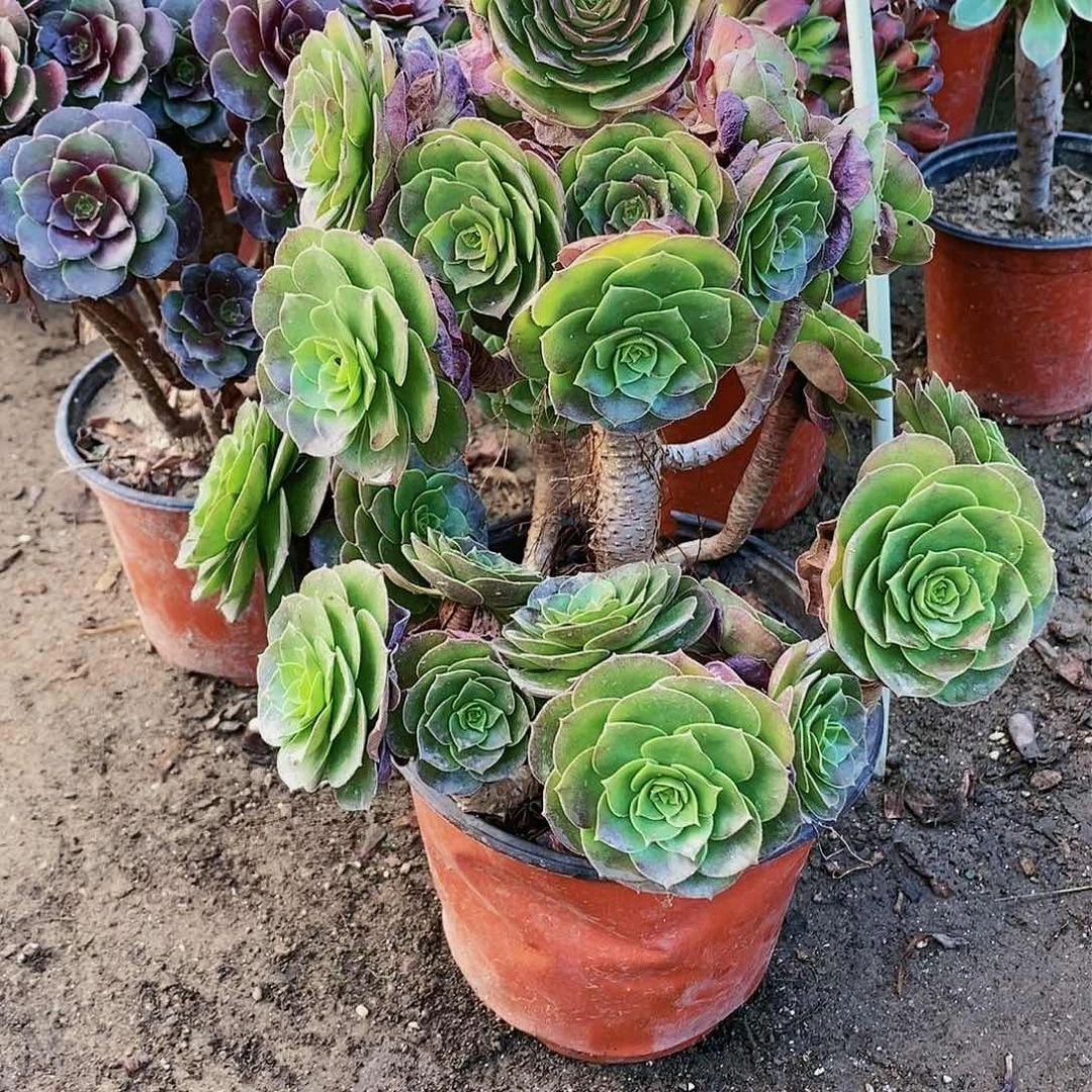 820号厚叶万圣节多肉植物