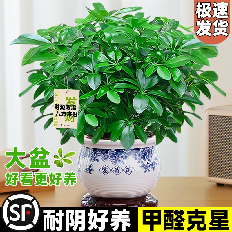 八方来财盆栽鸭脚木四季常青桌面花卉盆景发财树植物客厅好养易活