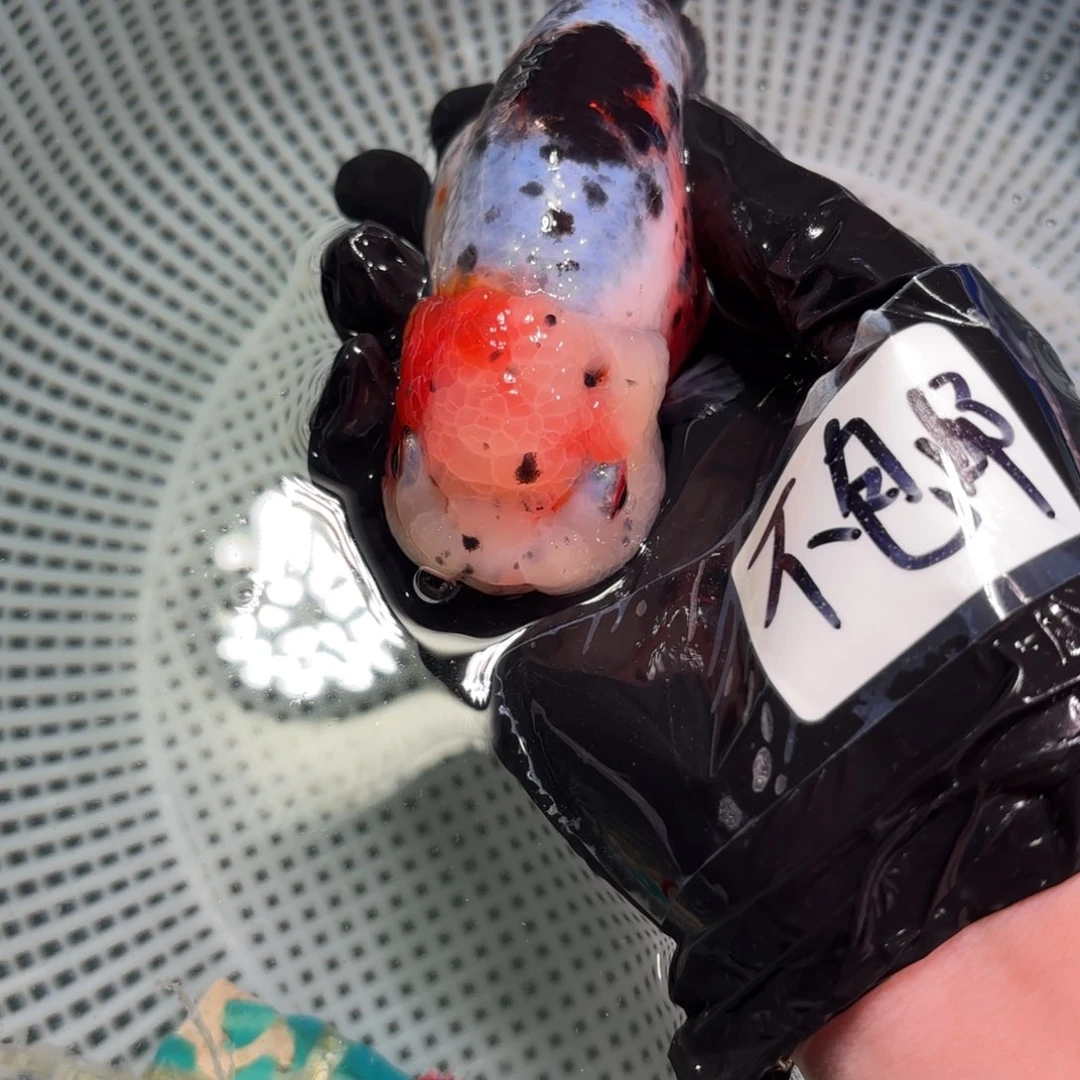 金鱼X*生运费自理不包邮