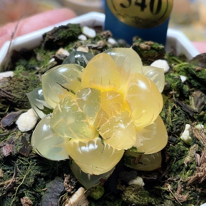 540水中月锦特选福利