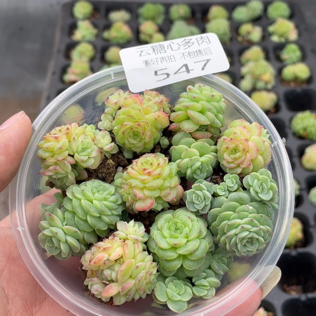 云糖心多肉植物547