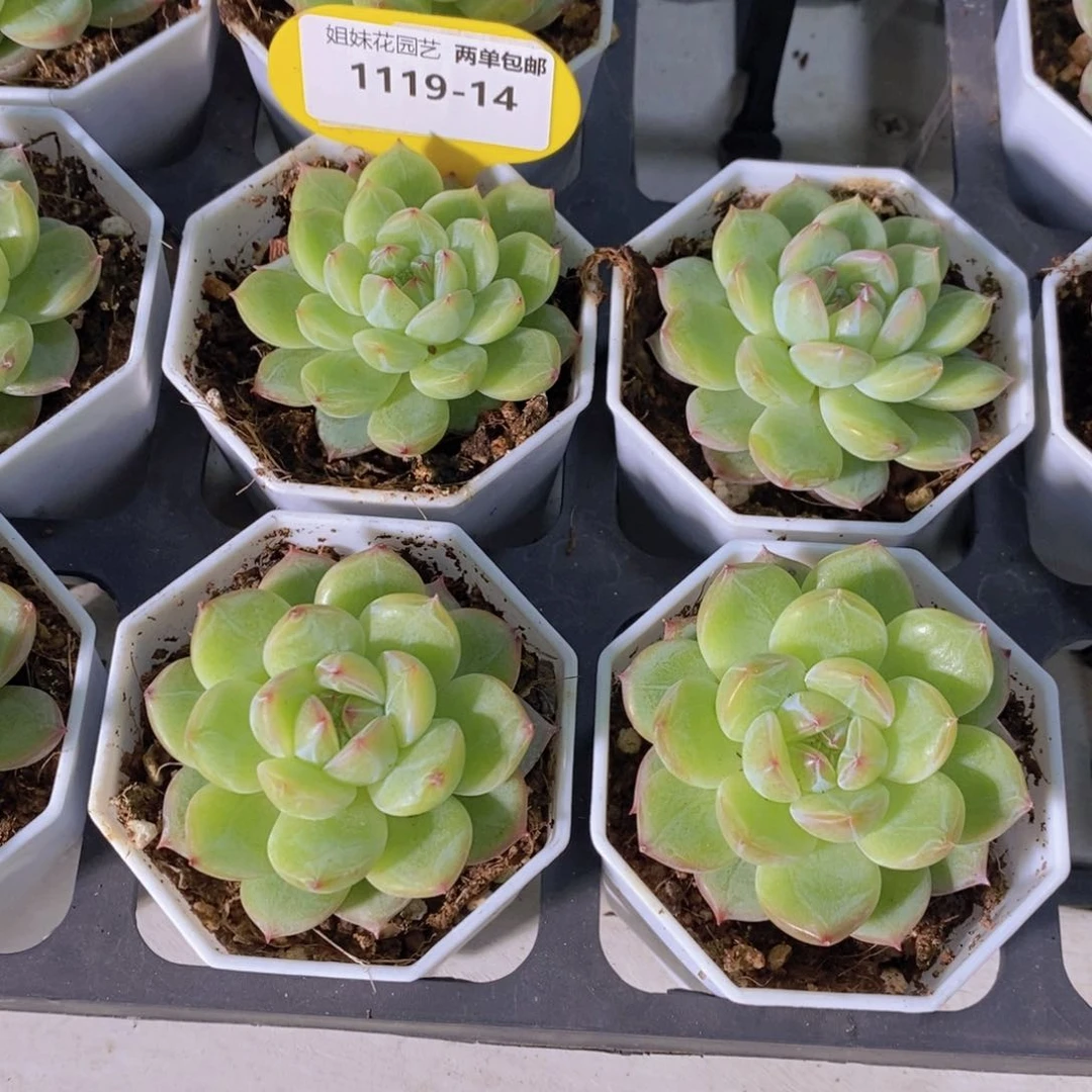 1119-14-精品雪花珍妮单头一个