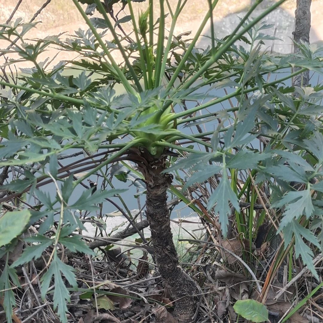 四季常青盆栽绿植30-100百年老川芎老桩树盆景树老桩盆景