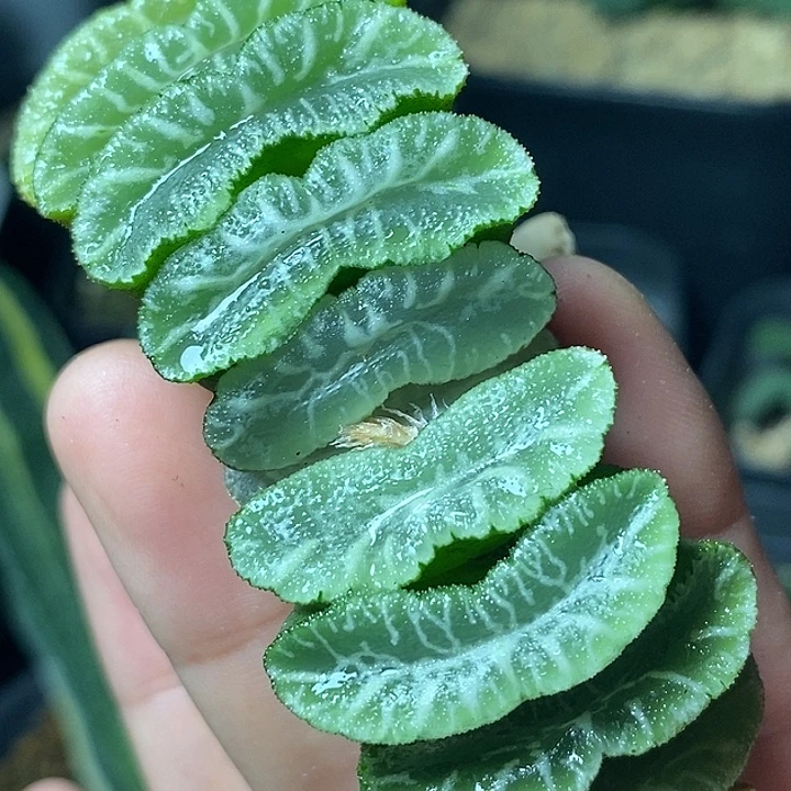 实生不带盆脱土裸根发货