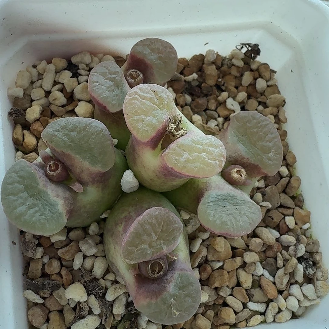 老马生石花磁铁814