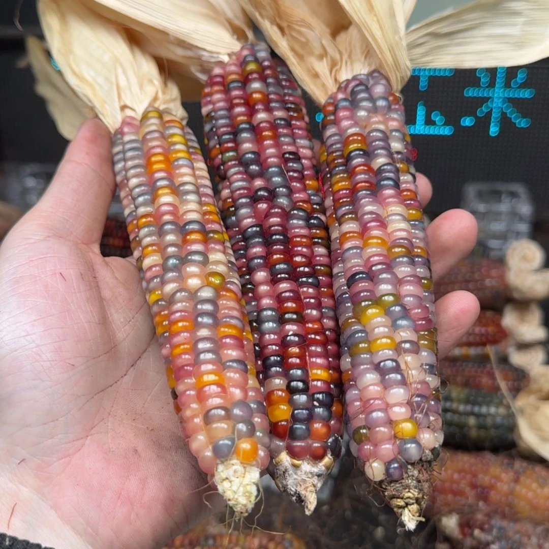 柏香籽/百香籽吊坠朱*朱
