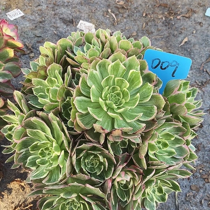 009 一颗浣纱法师多肉