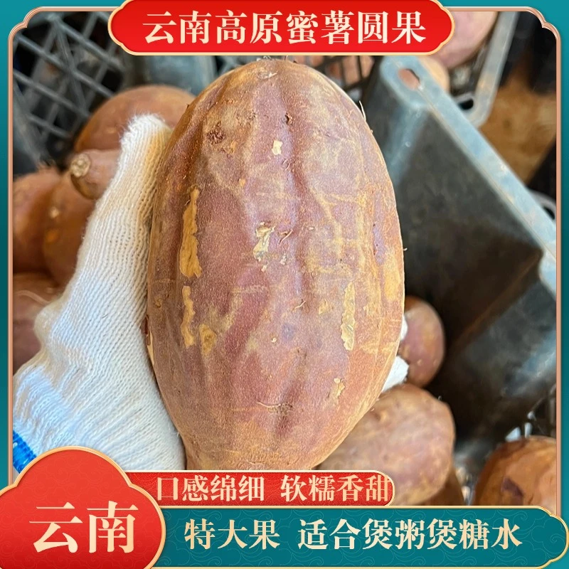 云南高原蜜薯新鲜尝鲜特大果圆果适合煲粥煲糖水味甜肉多农家种植