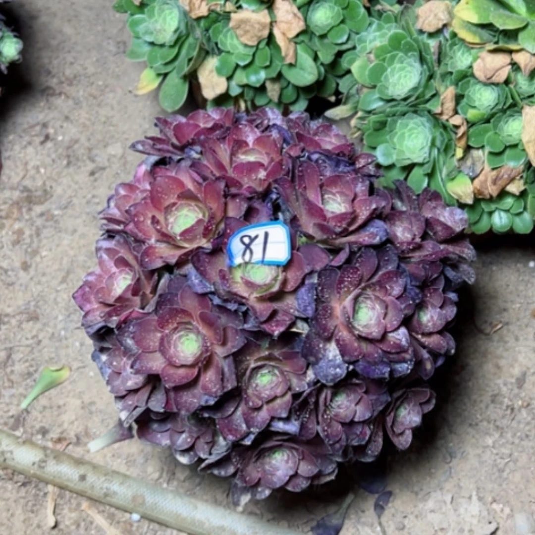 【闪购商品】多肉植物魅金81