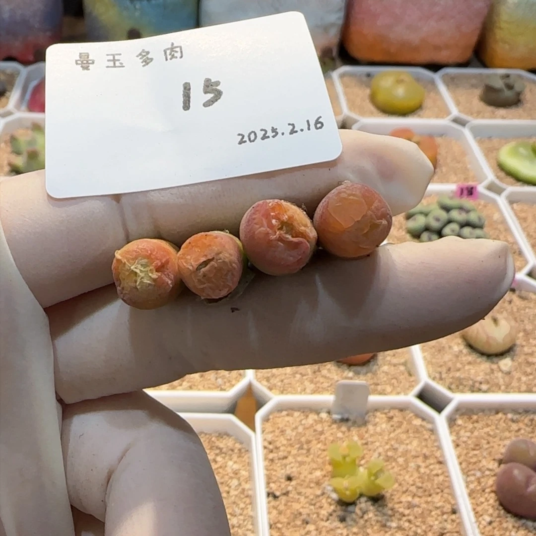 不**了多肉多肉多肉2.16-015