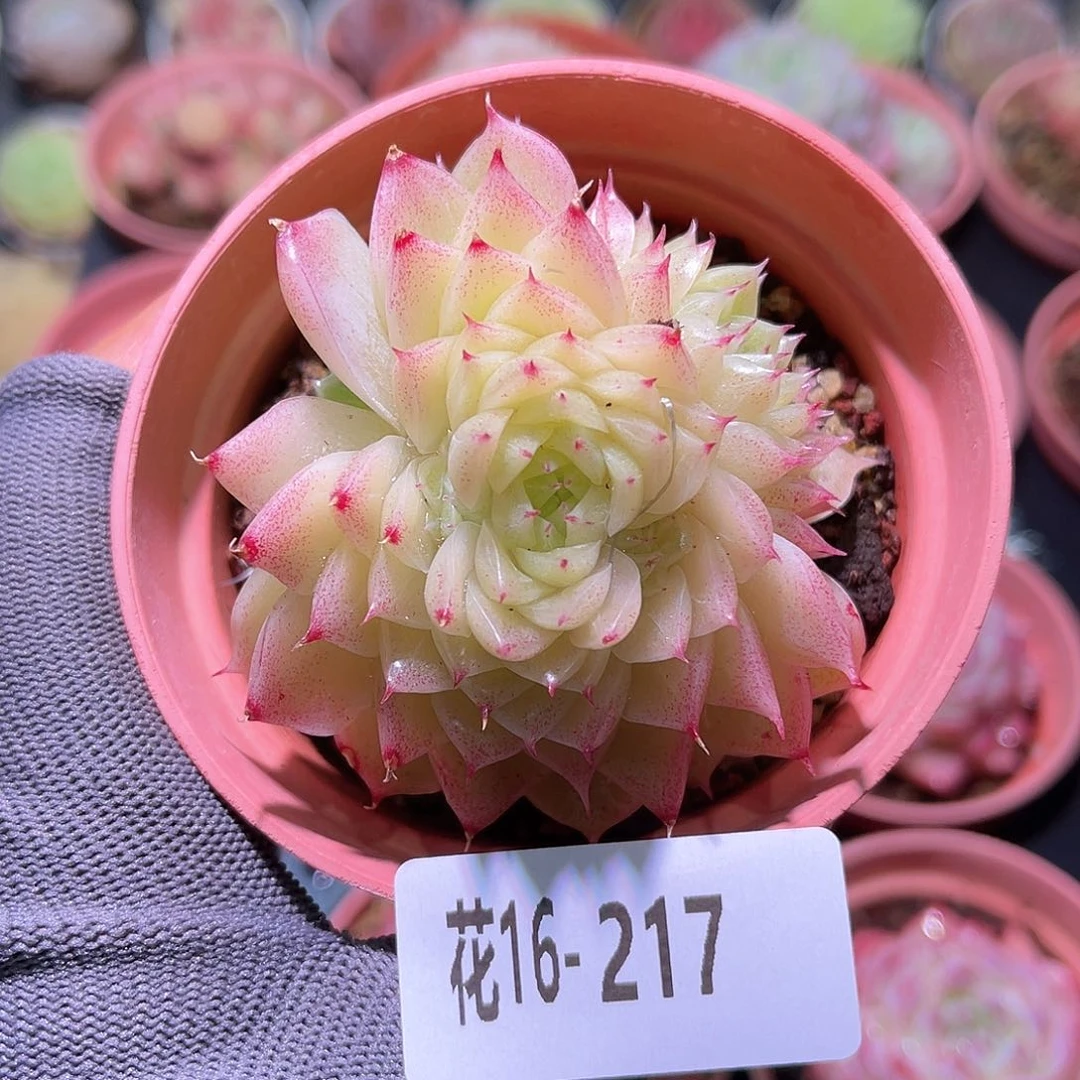 花16-217麦秆三头