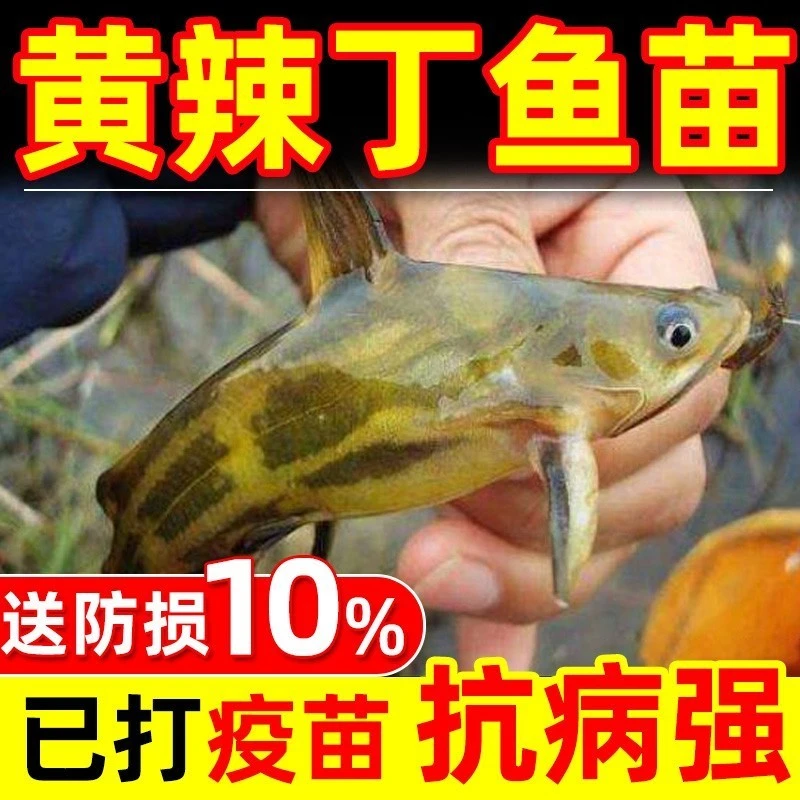 黄骨鱼苗黄颡鱼苗淡水养殖食用活体黄丫头黄鸭叫昂刺鱼黄辣丁鱼苗