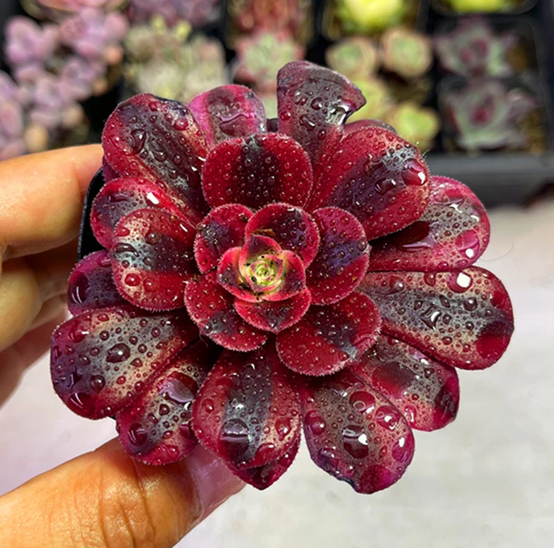 （满9.9元包邮）带盆美杜莎女王5厘米左右多肉植物