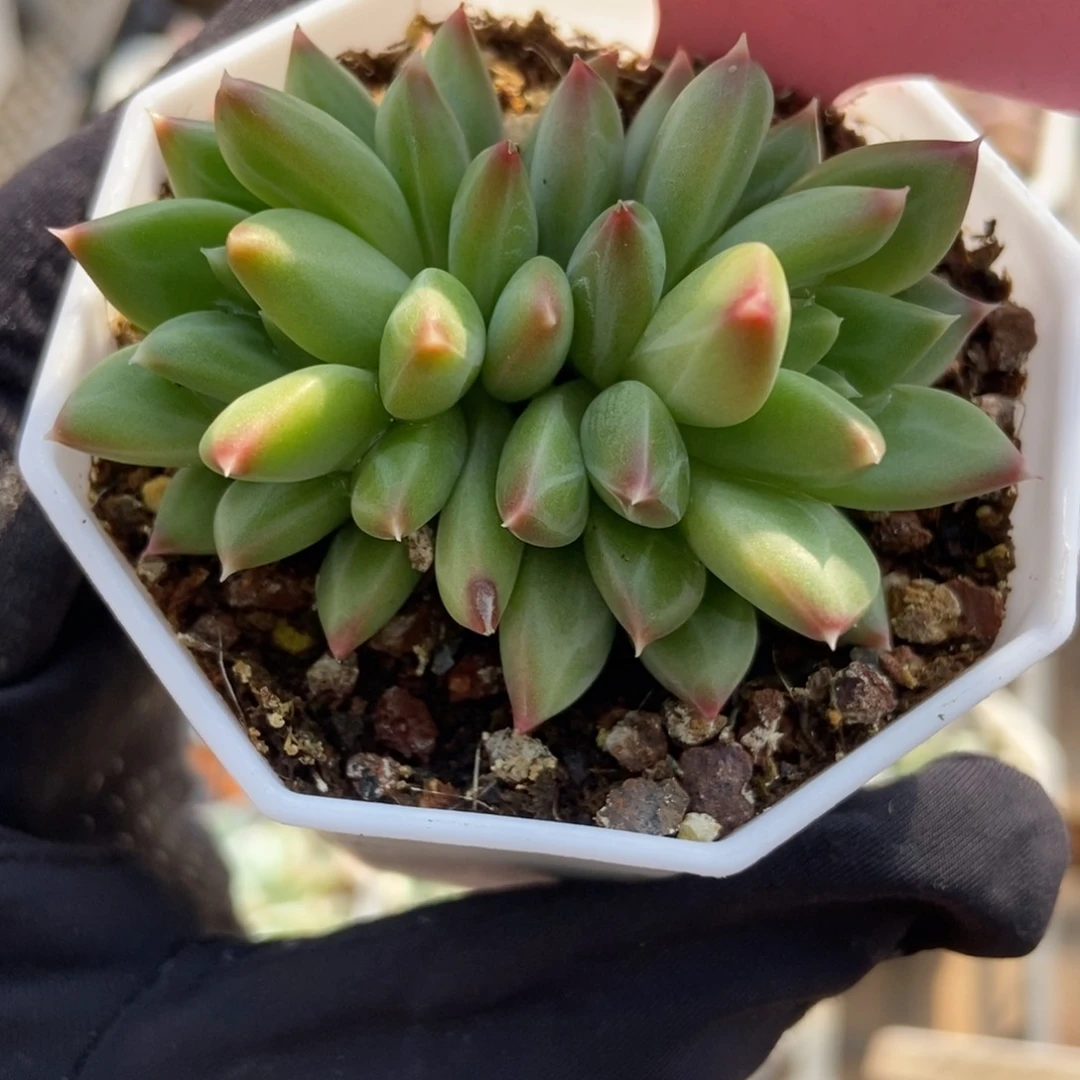 1013甲骨文多肉植物保护