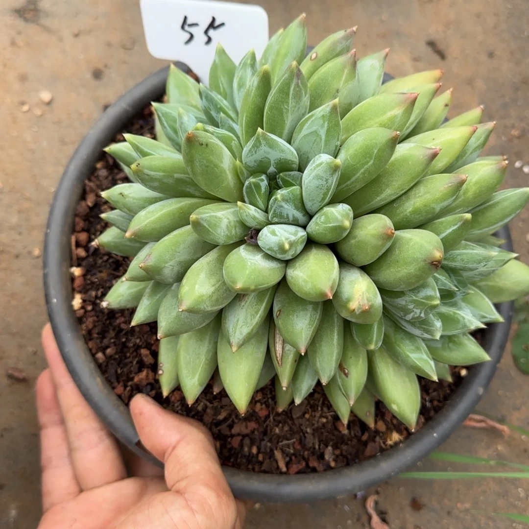 一物一拍重楼群55