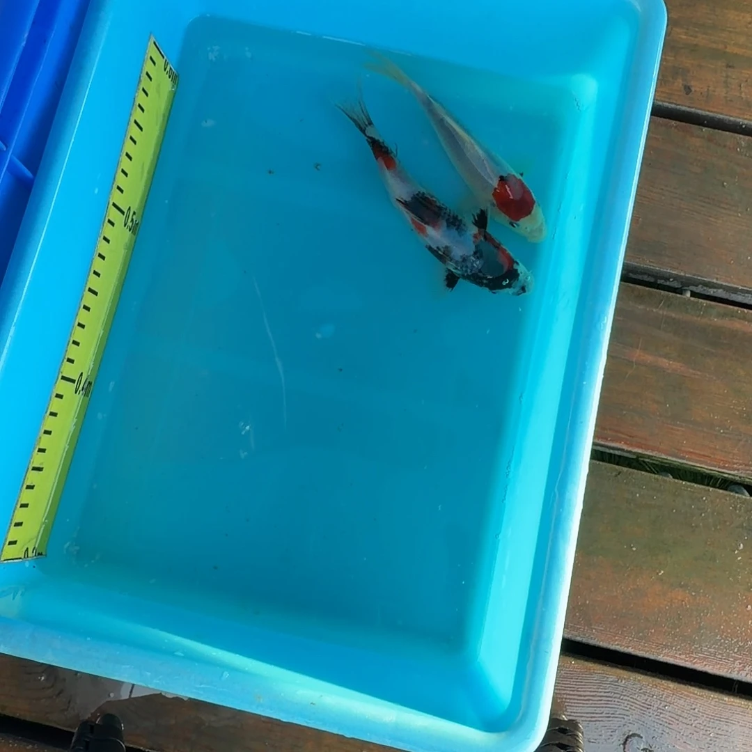 锦鲤龙鳞锦鲤昭和