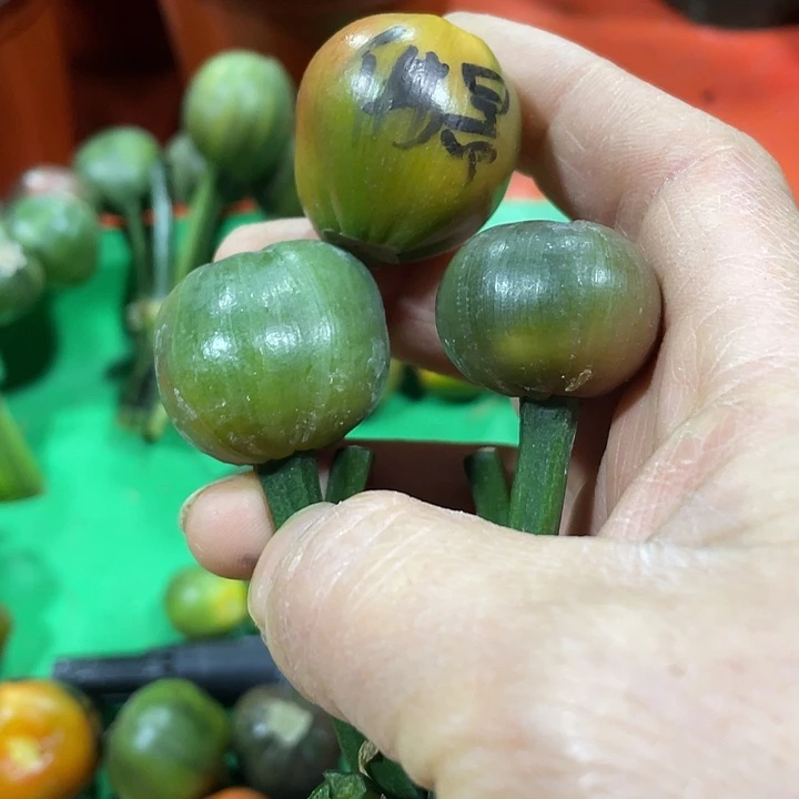 雄***鹰完全开放君子兰四季开花稀释甲醛