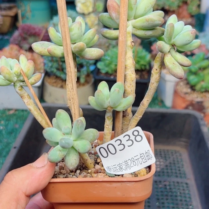幸运的是我还没遇到你呢