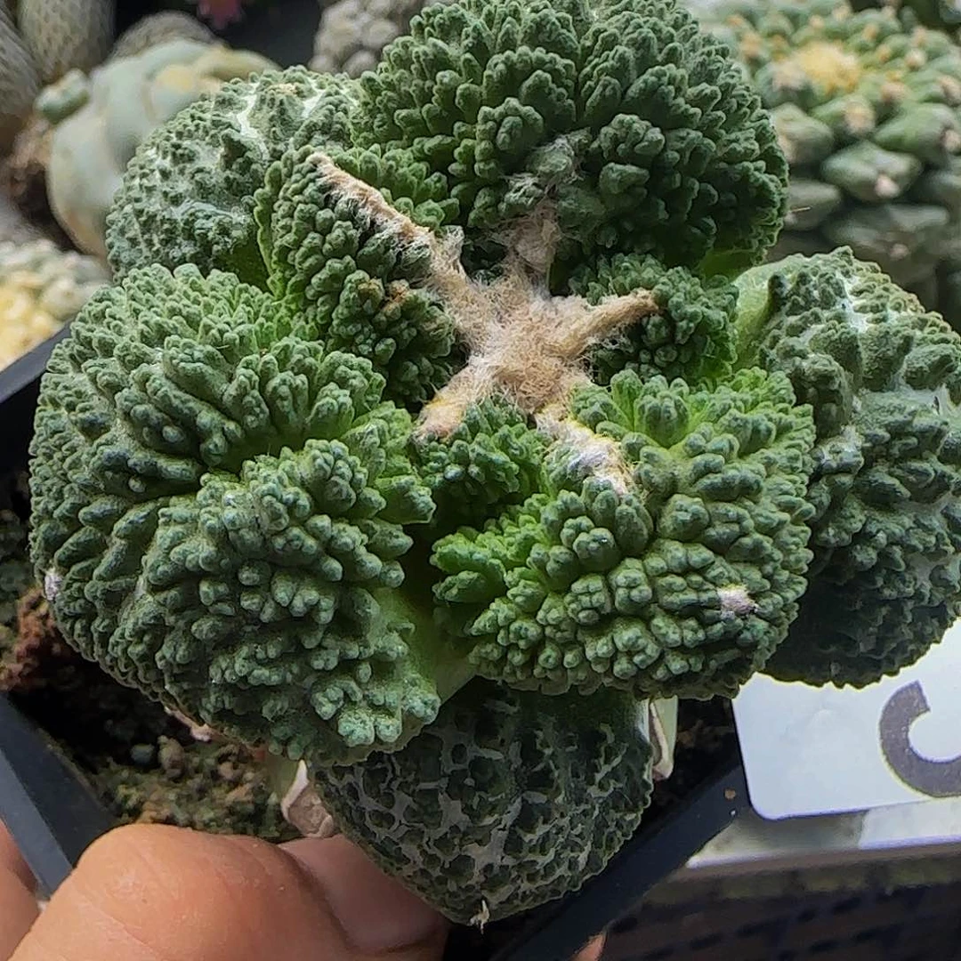 大尤哥斯拉173仙人球开花