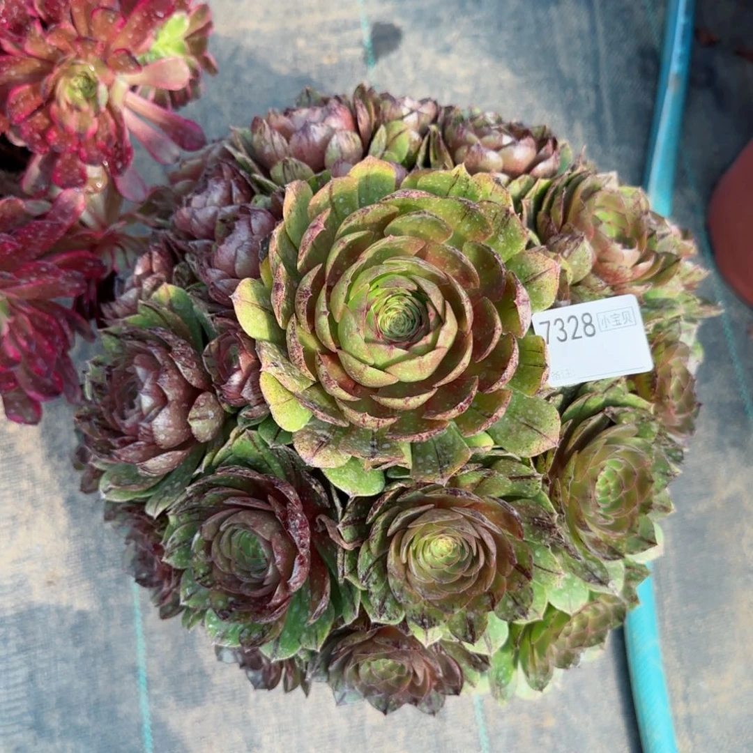 N****娜7328万拉丝多肉多肉