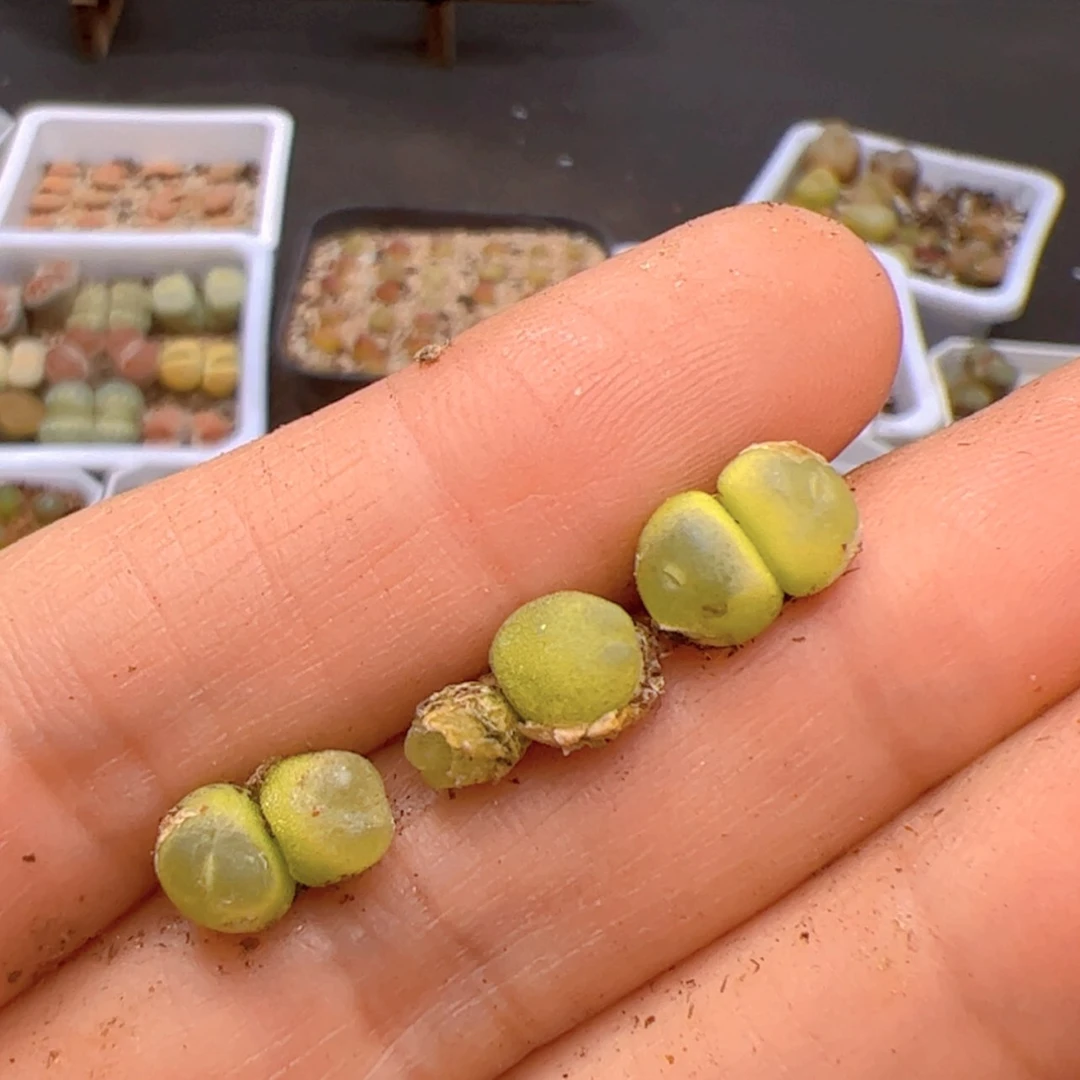 【闪购商品】000000009拉登