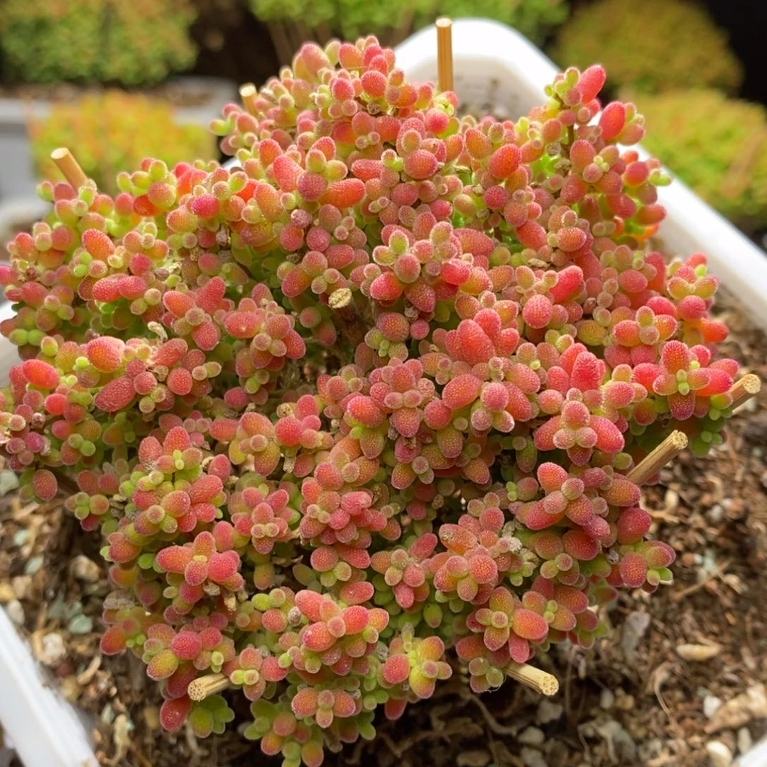 蜜桔糖球D335特冠服8.5