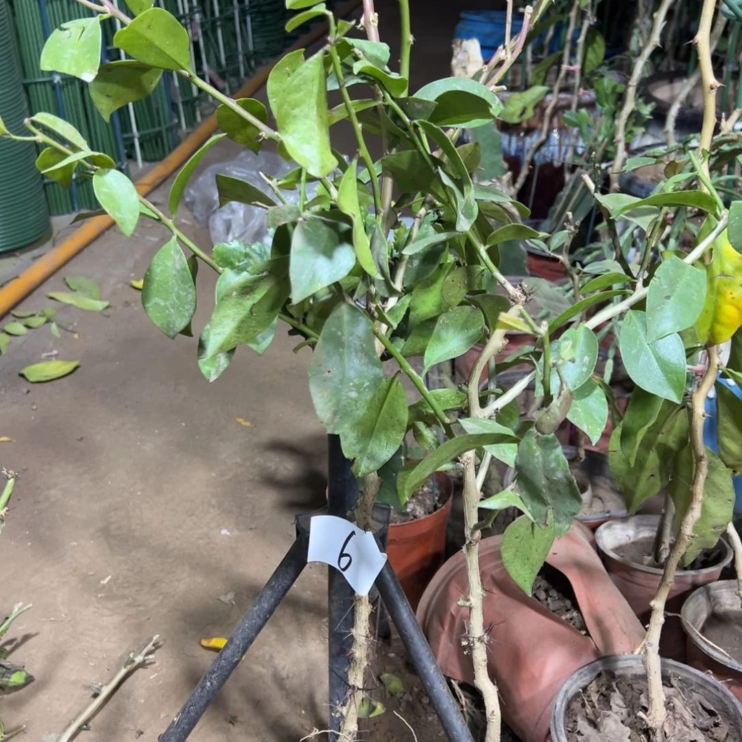 50公分枝叶仙两颗编号6