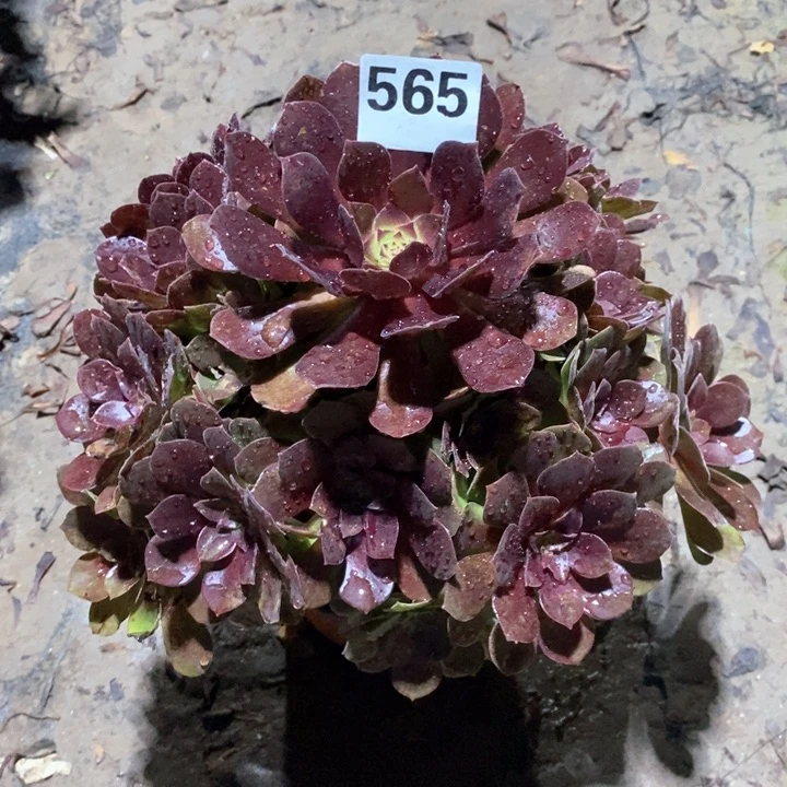 法师植物一物一拍565